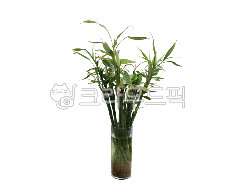 대나무,물병,수경재배,png,누끼,배경,투명배경,꽃병,초록색,자연,식물,실내용화초,화분,화초,bamboo,waterbottle,hydroponiccultivation,isolated,background,transparentbackground,vase,green,nature,plants,houseplants,pottedplants,flowers