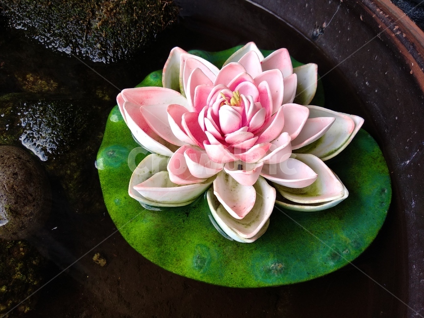 연꽃,연못,꽃,물,불교,식물,자연,plants,nature,꽃,flower