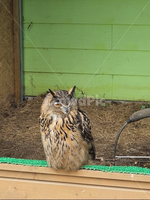 부엉이,새,제주도,bird,owl,animal,동물