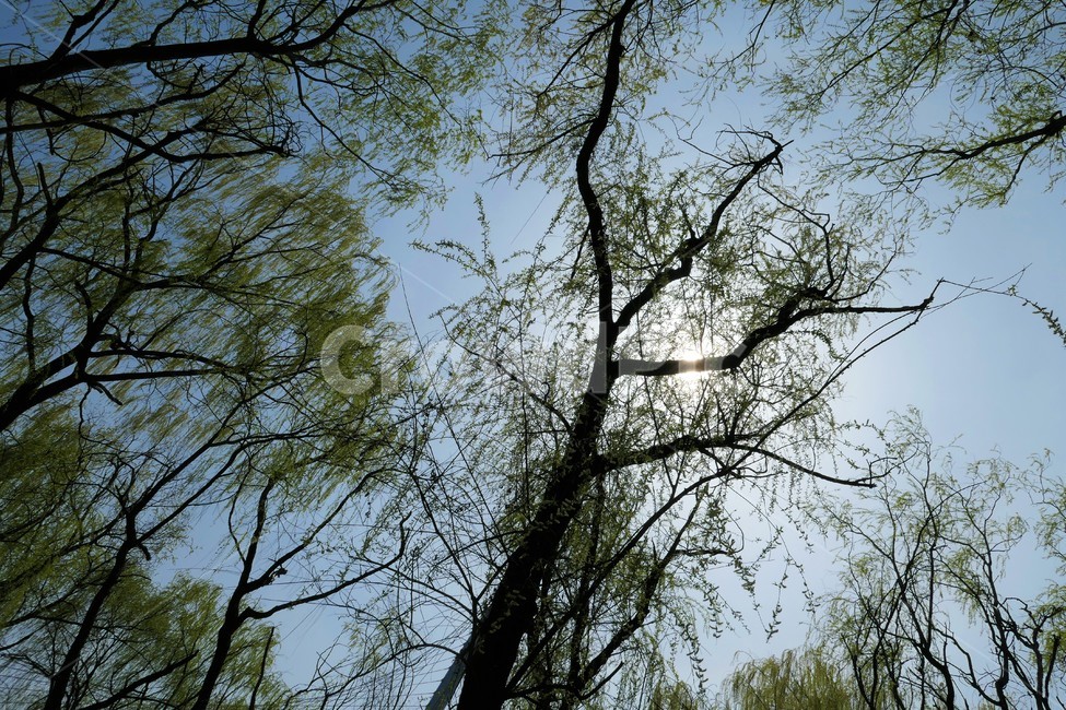 자연,샛강,봄,나무,풀,꽃,초록,숲,식물,자연,plants,nature