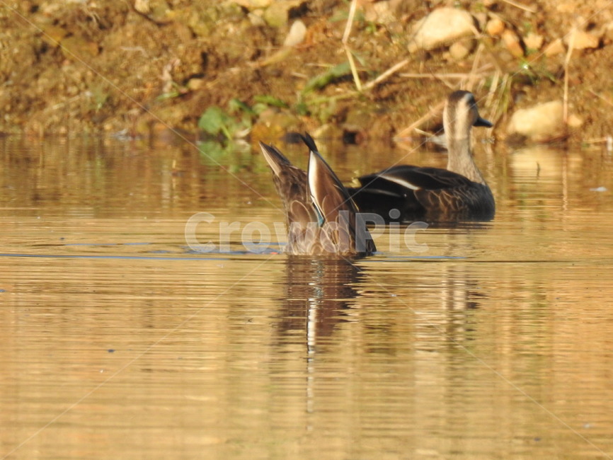 동물,새,오리,철새,자연,동물,animal,조류,새,birds