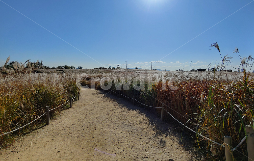 가을,갈대,푸른하늘,길,공원,reed,outdoors,옥외,nature,자연,풍경,흙길,푸른하늘,가을,계절,fall,autumn,season,ground,바닥,road,도로,gravel,자갈,dirt road