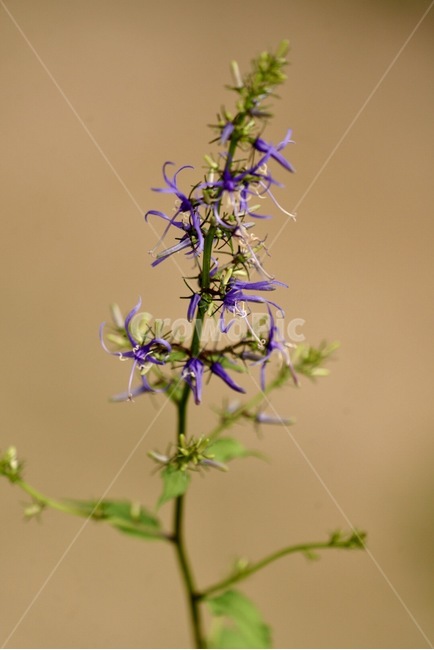영아자,야생화,꽃,자연,식물,plants,nature,flower,summer,season