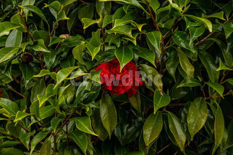 빨강,꽃,자연,풀,색감,붉은꽃,flower,plant,leaf,잎,blossom,식물,식물,자연,plants,nature,꽃,flower