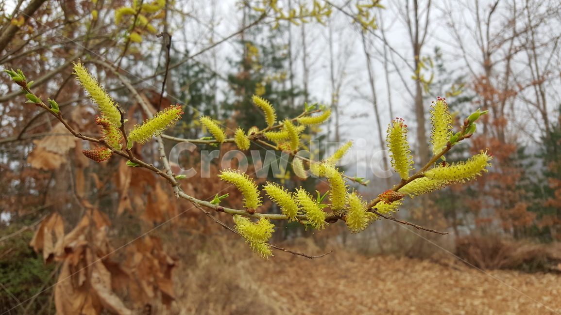산버들,버들강아지,나무,자연,봄,spring