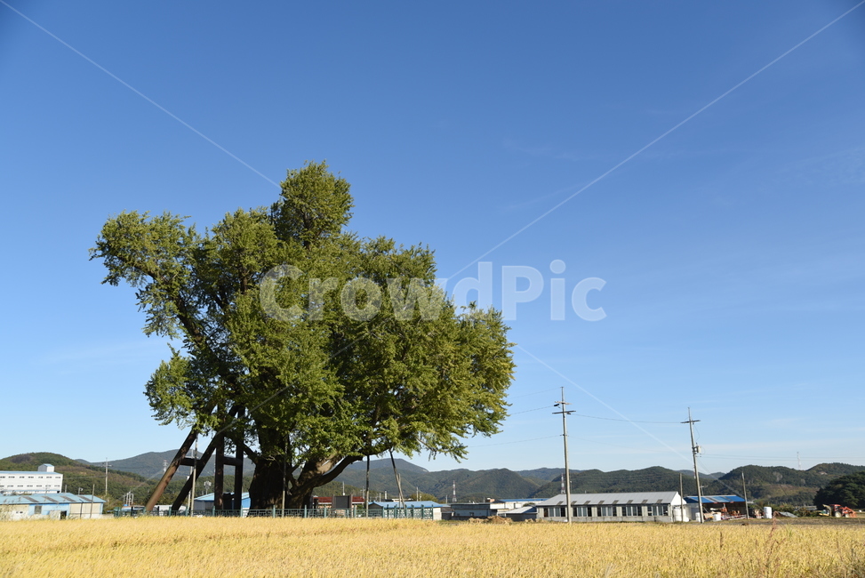 은행나무,구량리,노거수,tree,나무,plant,식물,nature,울산,보호수,식물,자연,plants,nature,나무,trees,wood