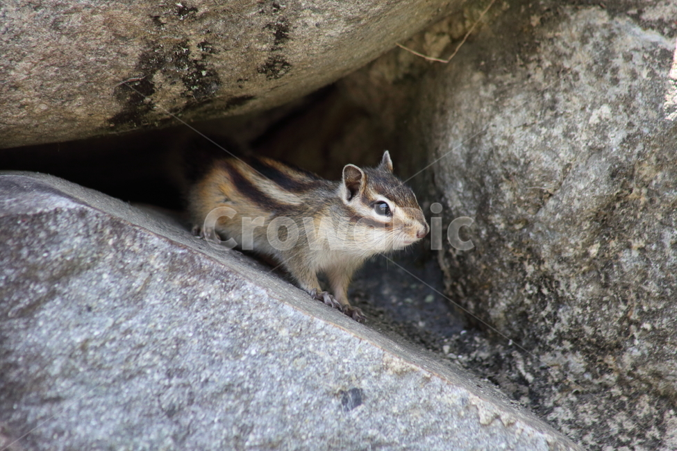 다람쥐,줄무늬다람쥐,동물,squirrel,chipmunk,한국다람쥐,Siberianchipmunk