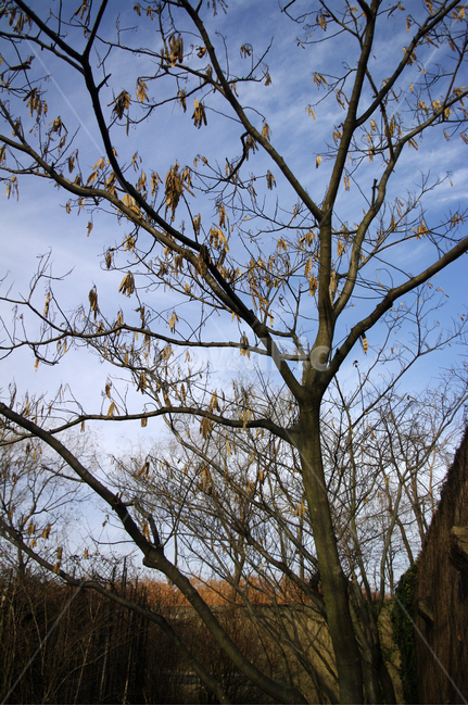 겨울,나무,식물,plant,하늘,구름,식물,자연,plants,nature,나무,trees,wood