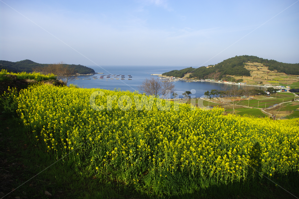 sky,Cheongsando,flower garden,flower,spring,cloud,ocean,sight,rape flower,season