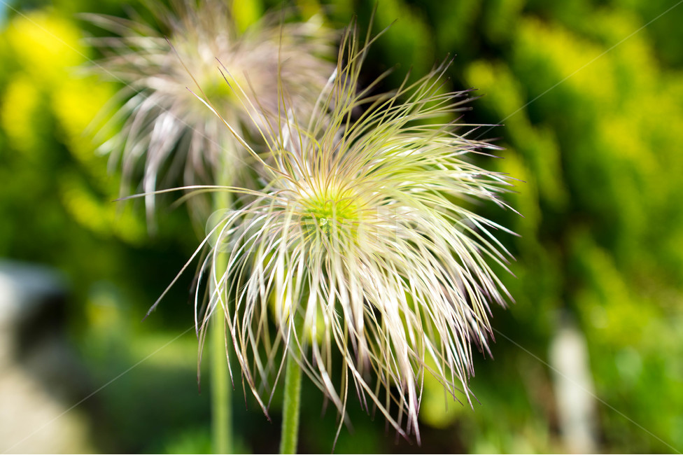 식물원,꽃,봄꽃,봄,공원,식물,자연,plants,nature,꽃,flower