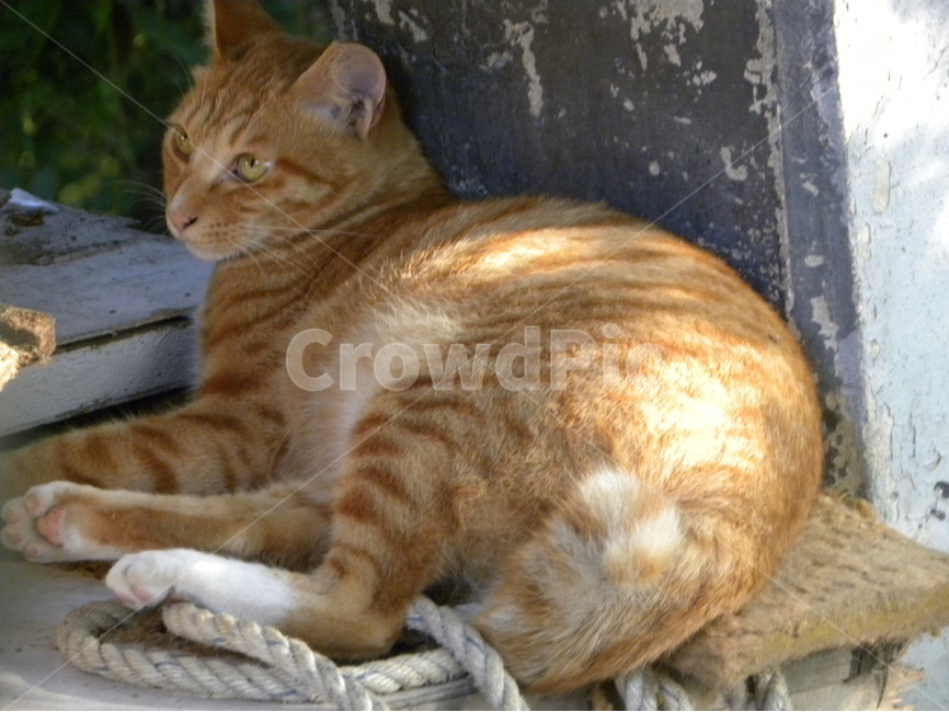 고양이,길고양이,고양이사진,cat,alleycat,동물,animal,포유류,mammal,고양이,cat,kitten,kitty