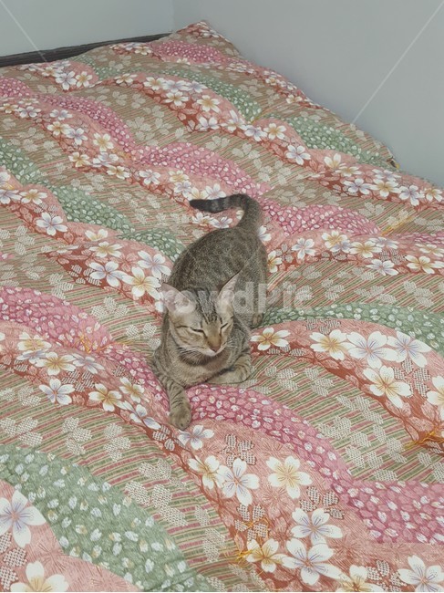 동물,애완동물,고양이,cat,pet,kitten
