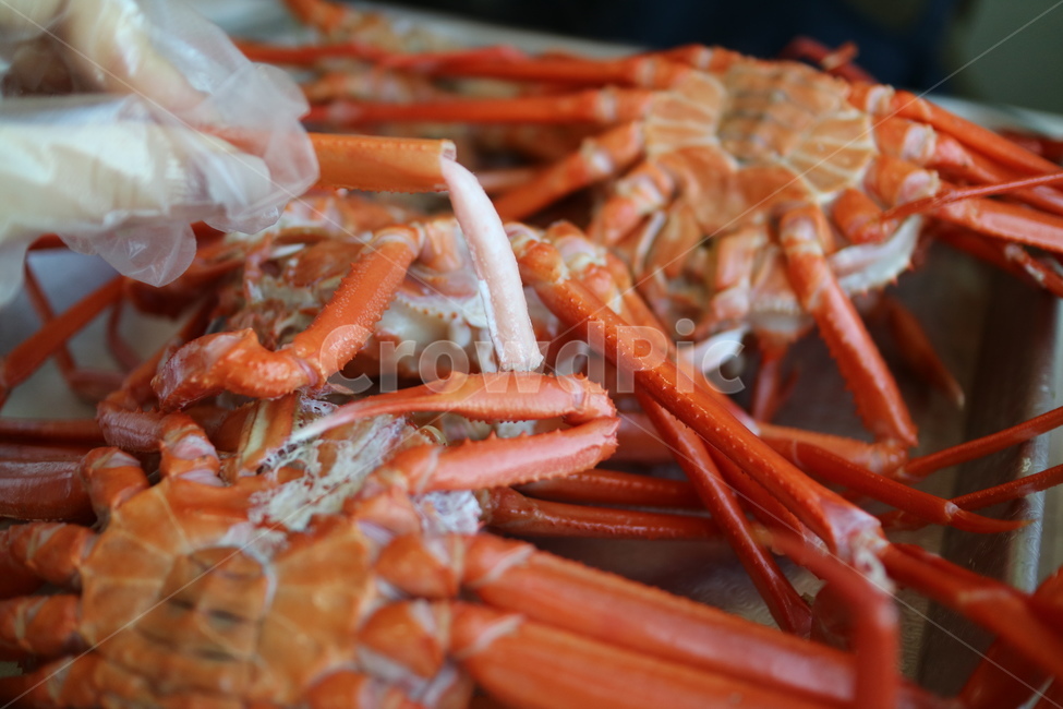 홍게,대게,해산물,요리,안주,술안주,게,seafood,해물,food,음식,lobster,sealife,해양생물,음식,식재료,요리,food,cook,meal,dishes,food reserves,수산물,해산물,fishery products,seafood