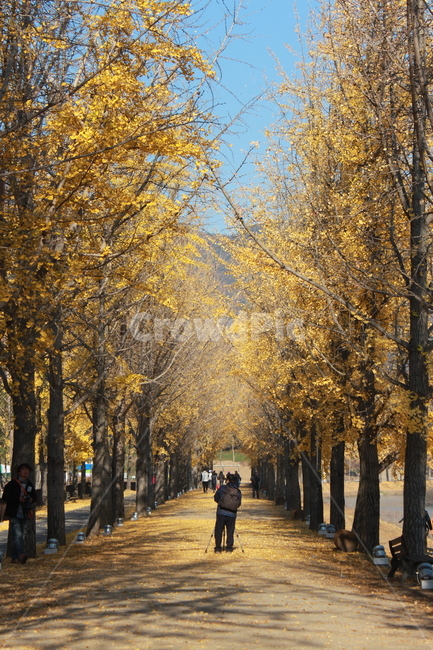 pedestrian,보행자,human,인간,person,사람,walking,보행,plant,식물,tree,나무,은행나무,출사,사진사,가을,계절,fall,autumn,season