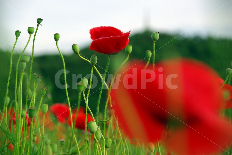 양귀비꽃,식물,풍경,꽃,전원,landscape,nature,flower,식물,자연,plants,nature,꽃,flower