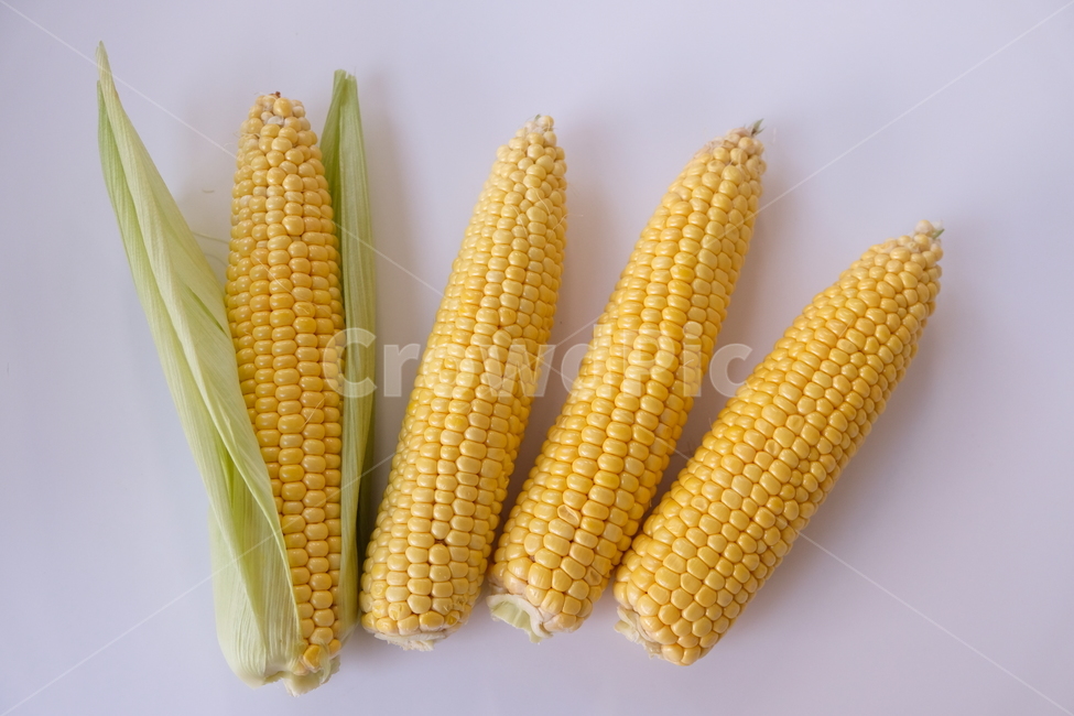 옥수수,초당,콘,노란옥수수,신선,식품,음식,초당옥수수,corn,yellow,fresh,food,음식,식재료,요리,food,cook,meal,dishes,food reserves,곡류,곡식,cereals