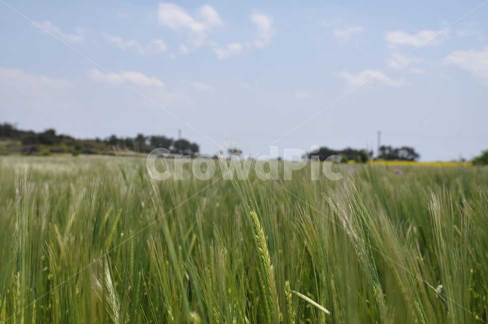 plant,식물,보리,barley,vegetation,하늘,sky,농업,농사,agriculture,farming,farming industry
