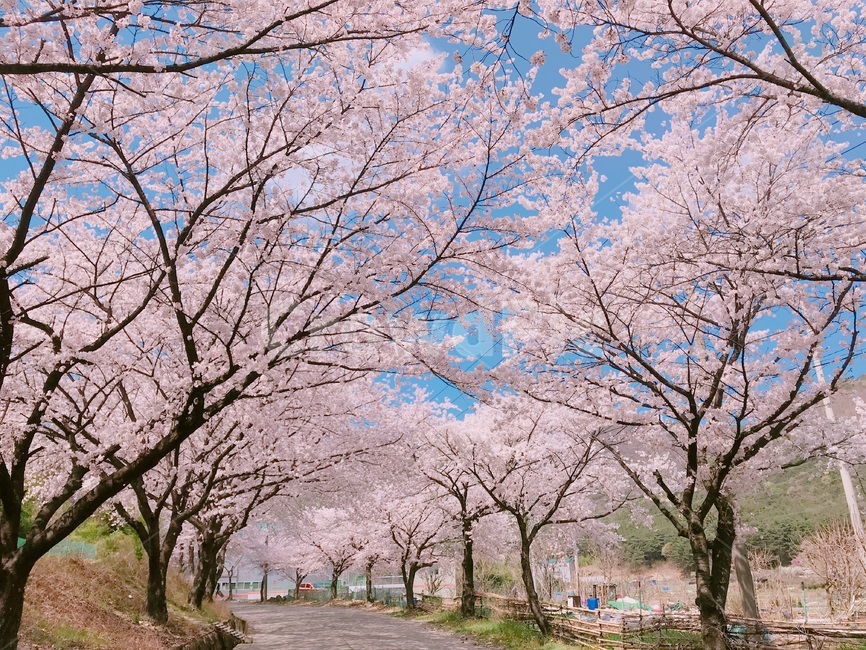 봄벚꽃,벚꽃,길가벚꽃,만개한벚꽃,양사이드벚꽃,봄,봄,계절,spring,season,자연,풍경,nature,landscape,plant,식물,flower,꽃,blossom