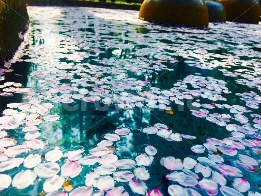 꽃,벚꽃,연못,감성사진,풍경,배경,한국,꽃잎,꽃,flower
