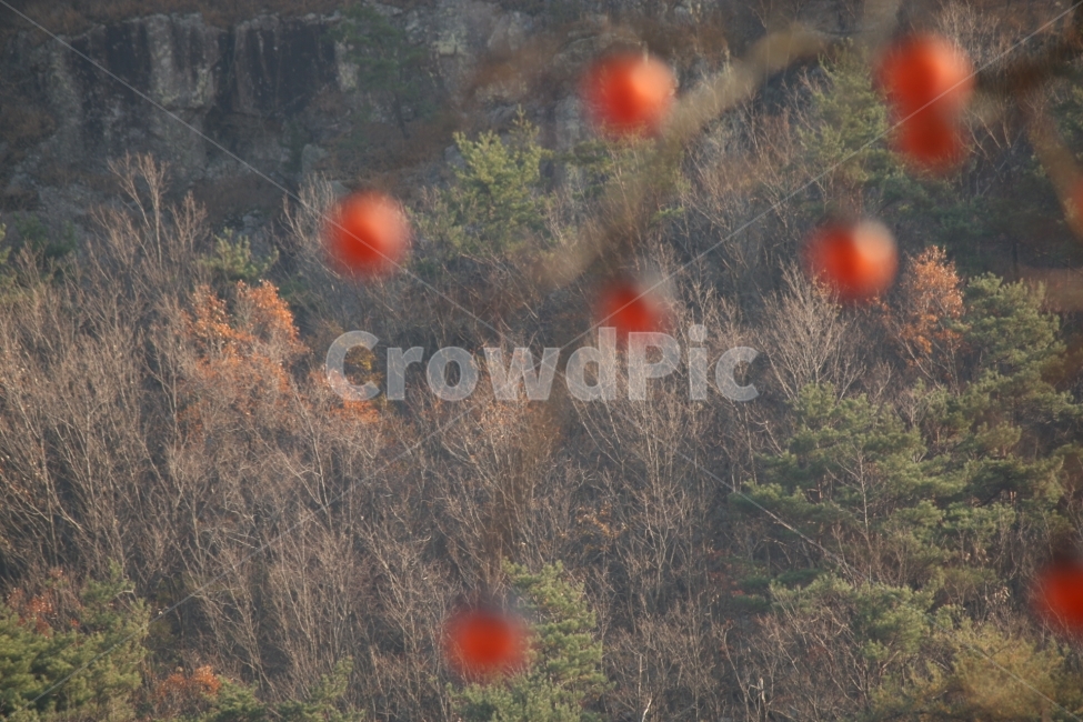 감,가을,풍경,겨울준비,자연,가을,계절,fall,autumn,season,자연,풍경,nature,landscape,식물,plants,과일,열매,fruit
