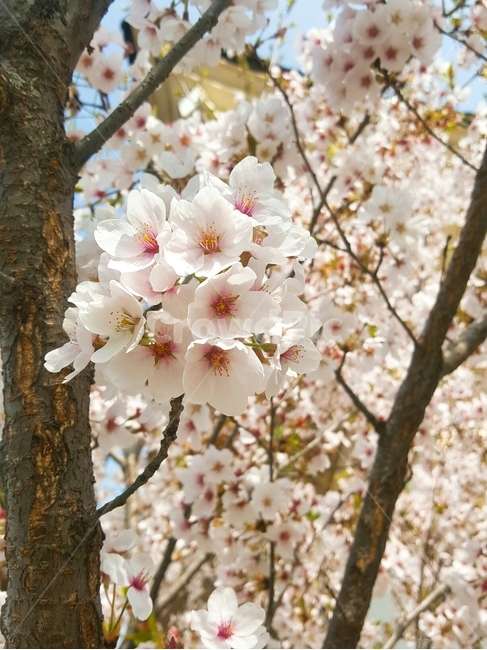 벚꽃,spring,flower,plant,blossom,꽃,cherryblossom,fresh,신선
