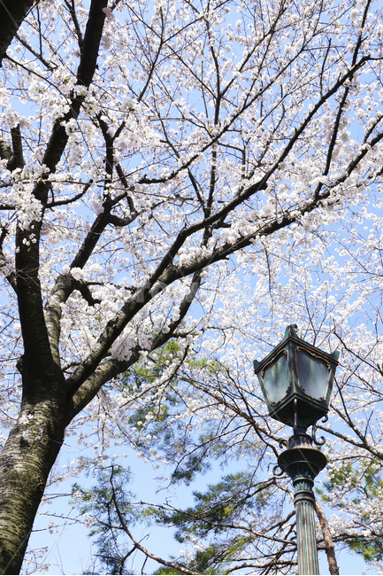 벚꽃,봄,꽃,나무,풍경,가로등,파란하늘,하얀색,자연,식물,landscape,cherryblossom,spring,flower,tree,bluesky,white,nature,plants,streetlamp,colorful,봄,계절,spring,season,식물,자연,plants,nature,나무,trees,wood
