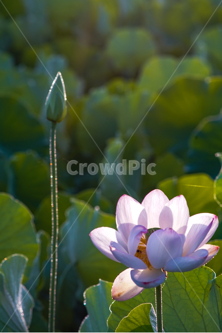 연,연꽃,꽃,수생식물,연잎,자연,식물,식물,자연,plants,nature,꽃,flower