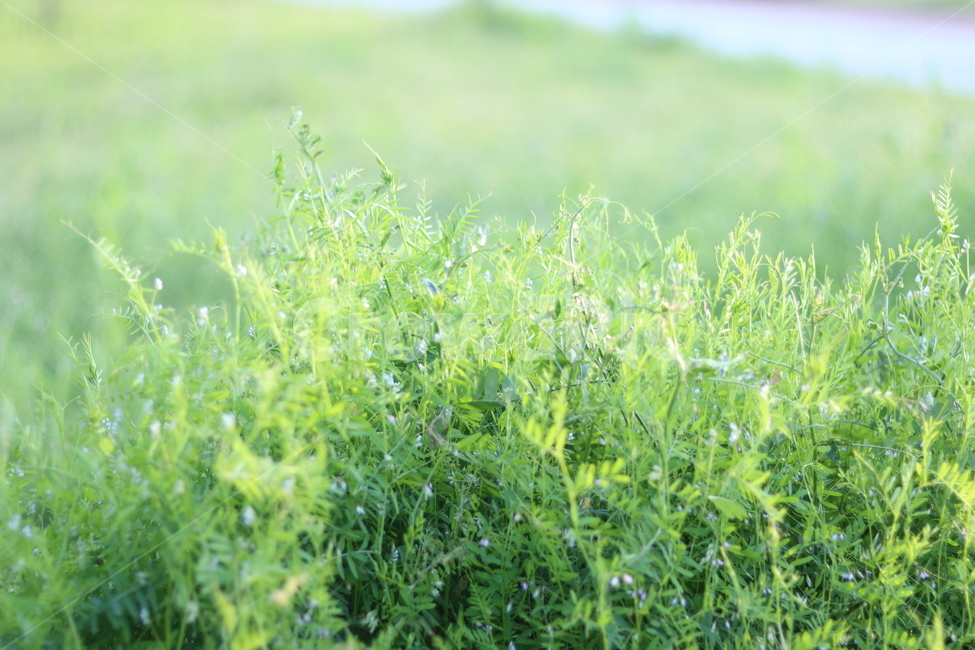 산책길,초록,나무,햇빛,풀,봄,자연,풍경,nature,landscape,한국자연풍경,한국자연경관,korea nature landscape,휴식,힐링,rest,relaxation,healing,pottery,도기류,jar,항아리,vase,병 장식,potted plant,화분,plant,식물