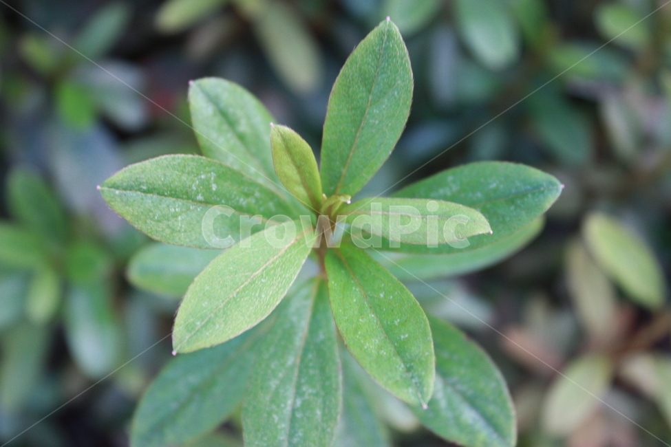 나뭇잎,자연,leaf,plant,nature