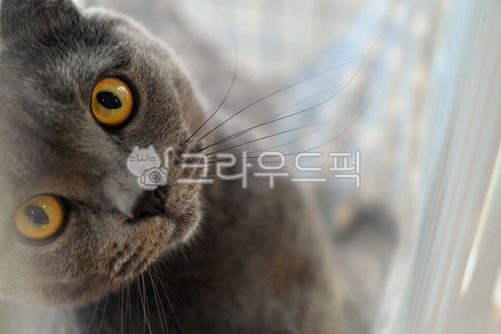 gray cat,Kitty,cute,kitty,Russian Blue,Pets,kitten,gray,mammal,cat,animal,mammalia,pet