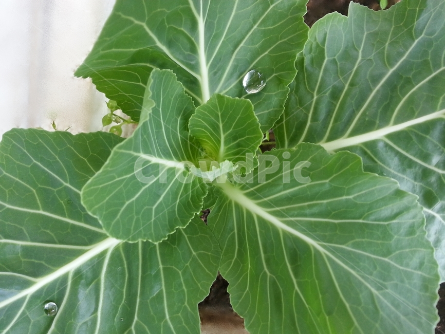 Agricultural products,freshness,Organic Kale,tillage,leaves,healthy food,antioxidant,vein,Vegetarian,vegetarianism,water drop,nutrition,Phytochemicals,nerve,plant,drop,Growing kale,agriculturalproduce,kail,crops,Kale,vegetable,rawfood,raw food,farming,veg