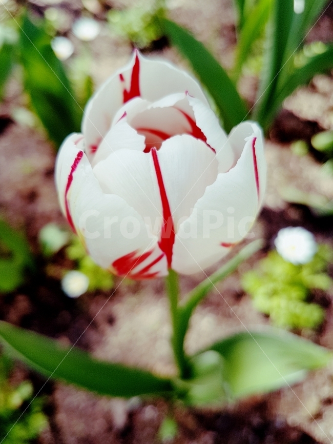 꽃,flower,자연,nature,바람향기,은은함,순수,자연소리,식물,자연,plants,nature,꽃,flower