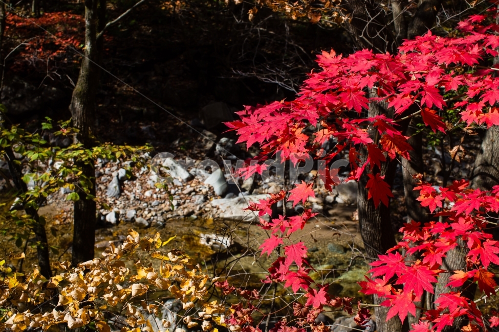 단풍,가을,계곡,산,풍경,나무,나뭇잎,단풍잎,가을,계절,fall,autumn,season,식물,자연,plants,nature,plant,leaf,잎,tree,maple