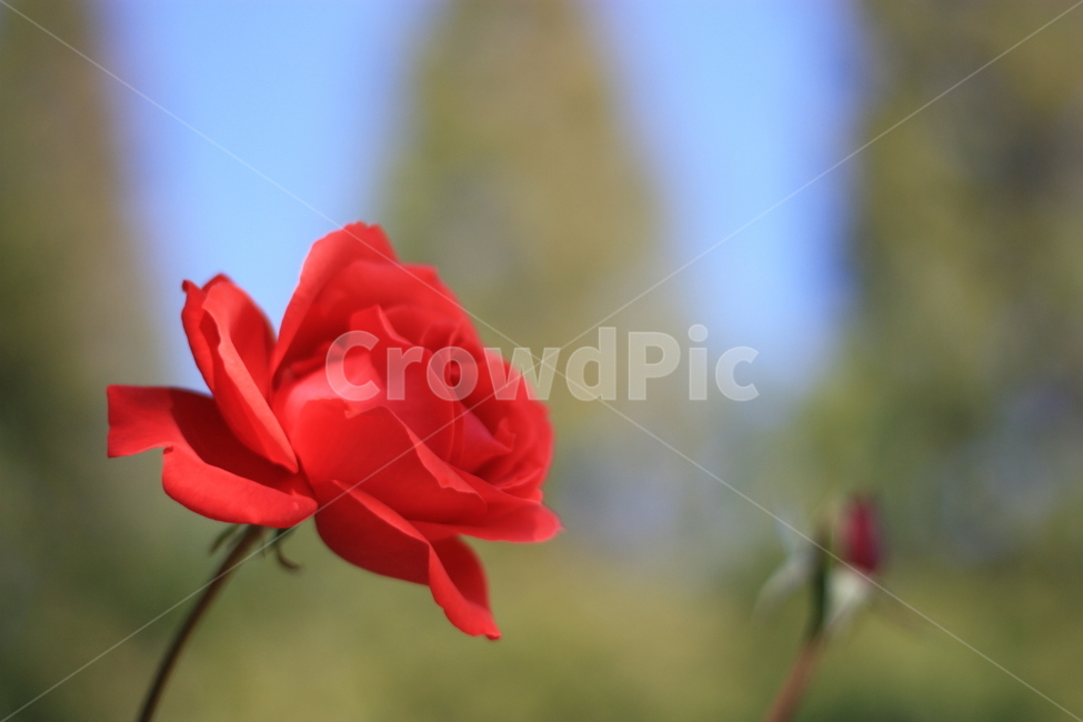 blossom,꽃,flower,장미,rose,식물,plant,식물,자연,plants,nature,꽃,flower