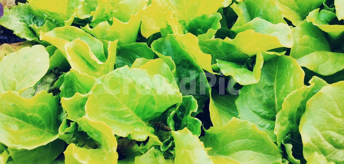 상추묘종,상추,식물,음식,야채,plant
