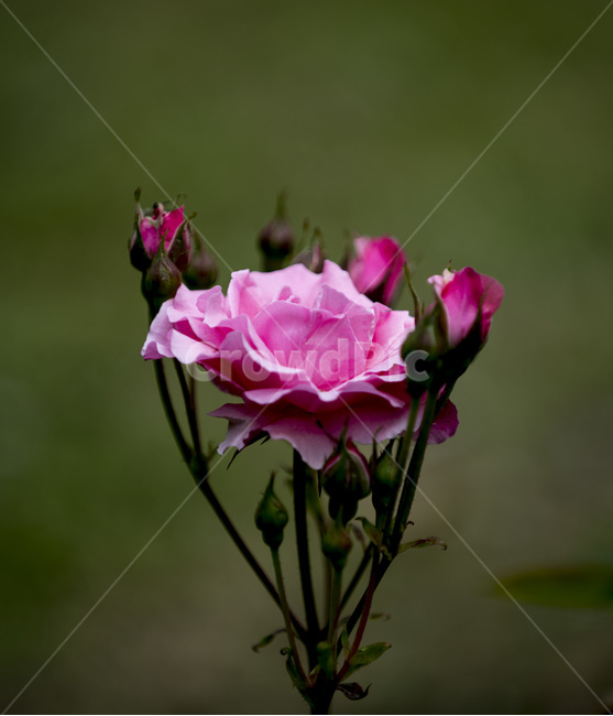 장미,식물,꽃,로즈,야생화,식물,자연,plants,nature,꽃,flower