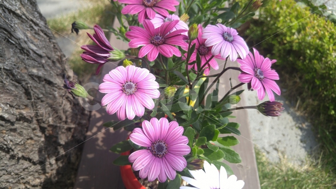 꽃,국화,화단,자연,분홍색,힌색,나무,꽃봉우리,꽃잎,화려함,식물,자연,plants,nature,꽃,flower