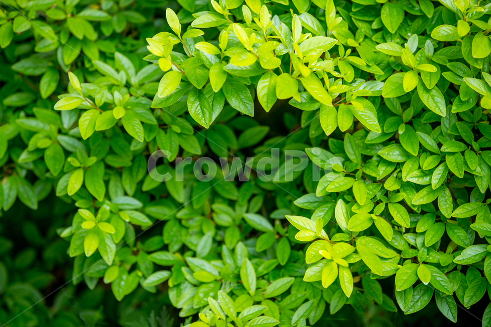 leaf of grass,in the woods,forest,color,beautiful,leaves,sight,flowers,green,nature,Color,leaf,grassland,Eco,environment,lively,background,refreshing,plant,animated,garden,Wallpapers,fresh,State of the Union