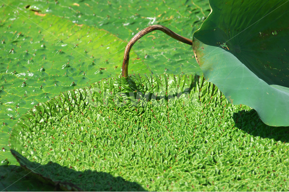자연,식물,가시연잎,가시연,연못,수생식물,식물,자연,plants,nature