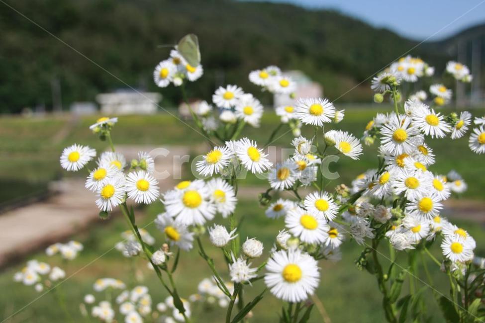 식물,꽃,개망초,여름,강변,식물,자연,plants,nature,꽃,flower