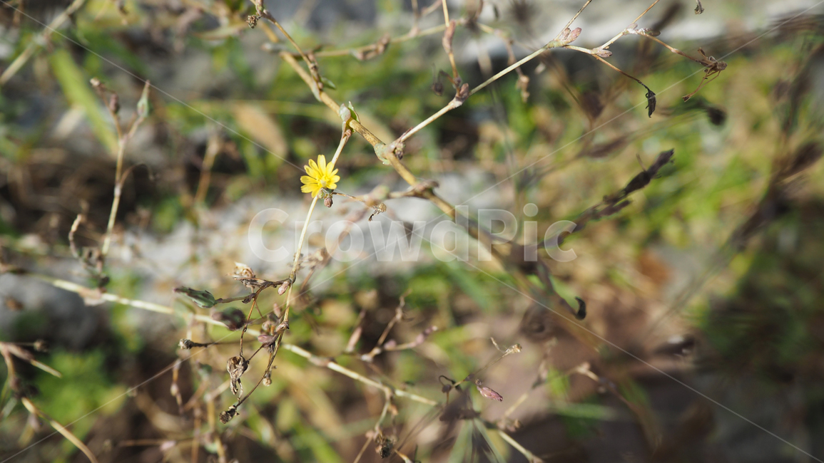 야생화,꽃,식물,wildflower,flower,plant,blossom,outdoor,야외,식물,자연,plants,nature,꽃,flower