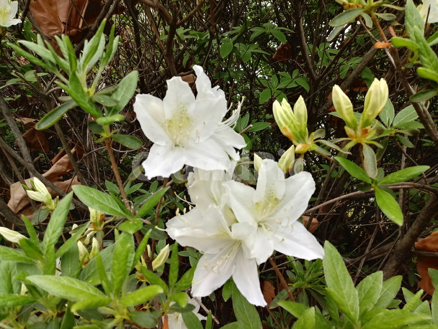 철쭉,smilerosebay,진달래과,식물,봄꽃,개꽃나무,springseasonflower,척촉화,낙엽관목,관상용