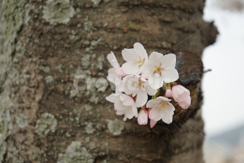 꽃,나무,벚꽃,봄,거리,꽃나무,낭만,하얀,분홍,spring,season,식물,자연,plants,nature,flower,계절,벚나무,사쿠라,봄,계절,spring,season,plant,blossom