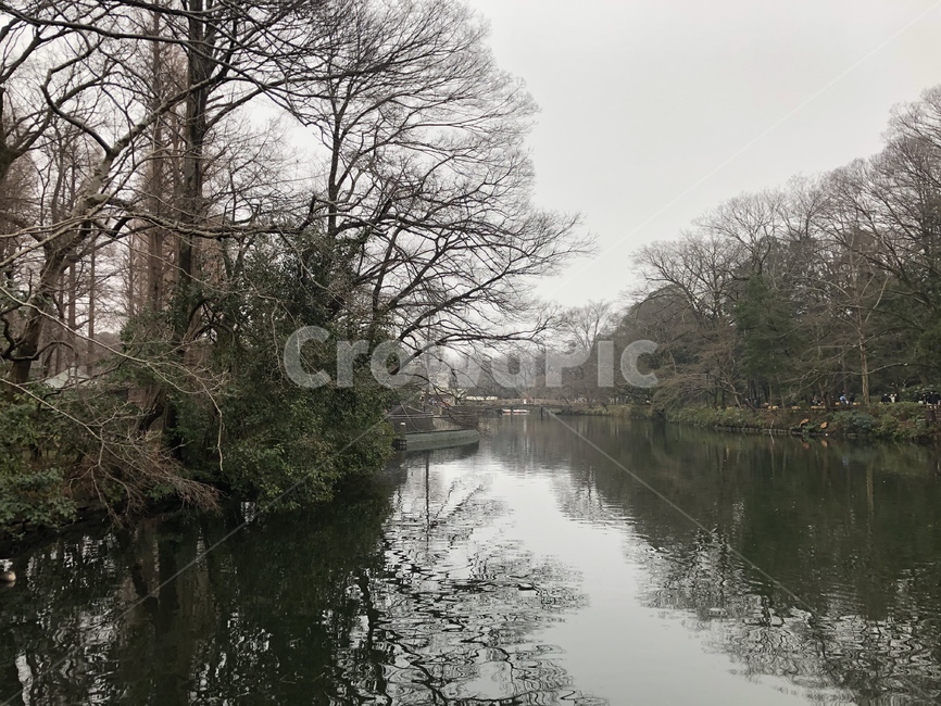 호수,나무,고요,한적,겨울,lake,nature,tree