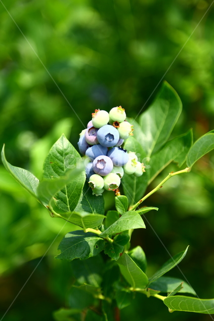 블루베리,베리,과일,나무,식품,농장,과수원,묘목,과수,blueberry,berry,fruit,tree,food,farm,orchard,seedling,fruittree,식물,자연,plants,nature,과일,열매,fruit