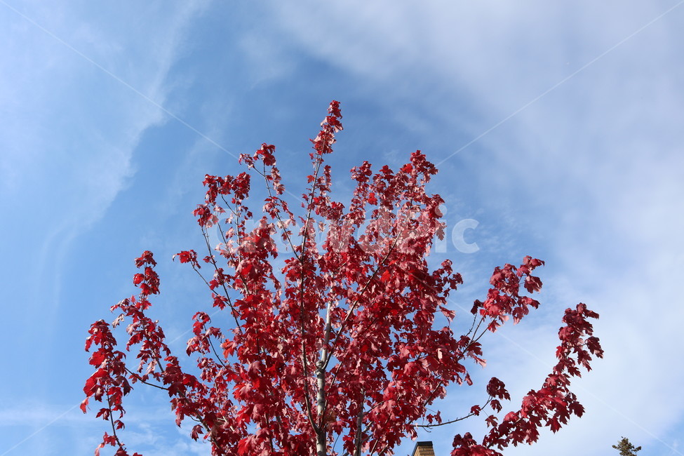 단풍나무,단풍잎,하늘,빨간색,하늘색,mapletree,mapleleaf,sky,red,skyblue,tree,나무,plant,식물,가을,계절,fall,autumn,season,식물,자연,plants,nature,나무,trees,wood