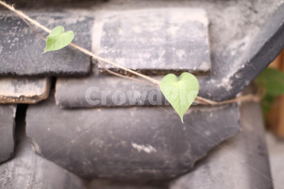 봄,잎,배경,식물,감성,sensible,feeling,식물,자연,plants,nature