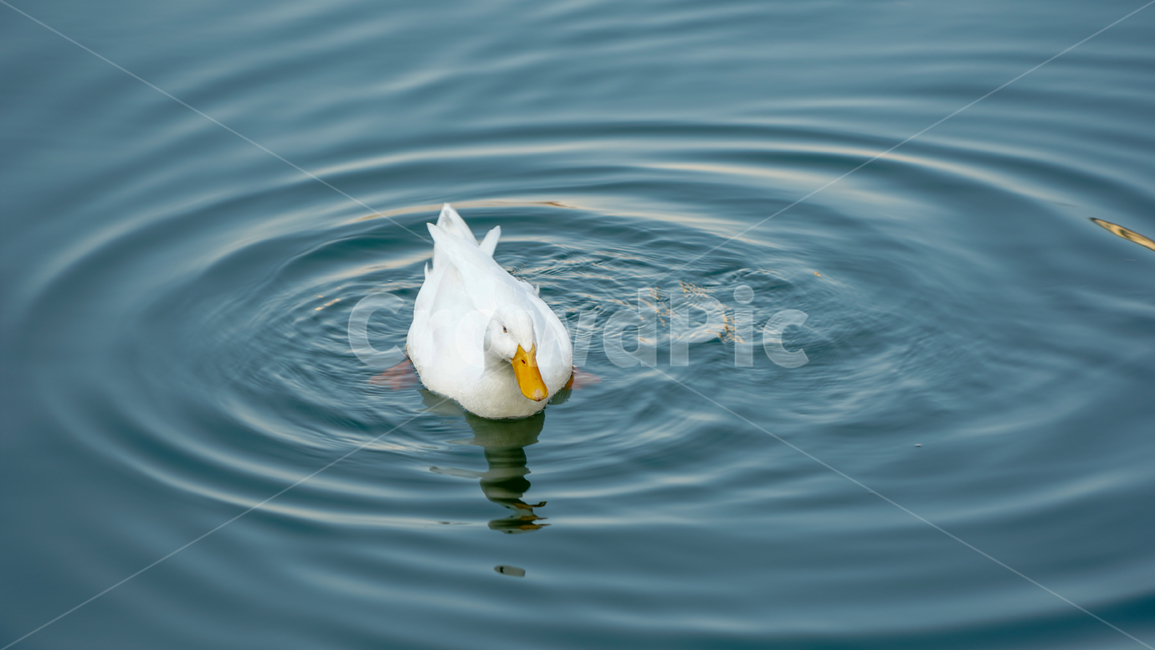 동물,오리,호수,animal,물,백조,꽥꽥,동물,animal,조류,새,birds