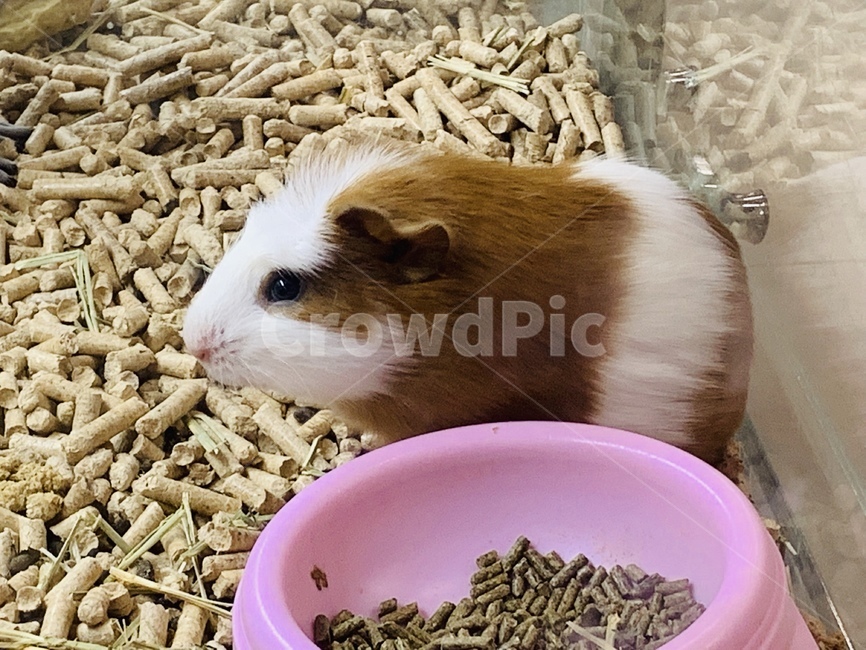 기니피그,설치류,반려동물,털,동물,guineapig,rodents,pet,hair,animal