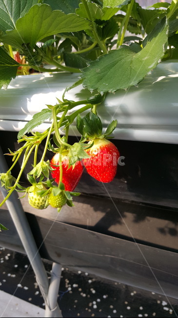 strawberry,딸기,food,음식,plant,fruit,식물,과일,딸기열매,딸기꽃